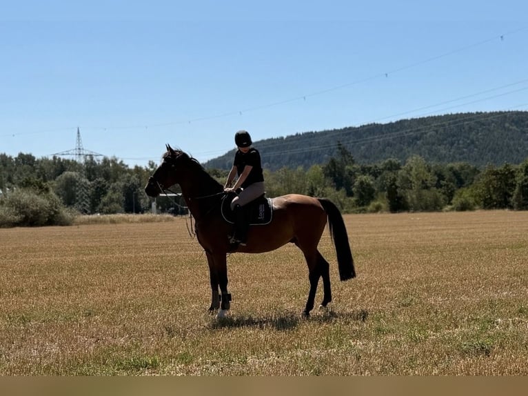 Deutsches Sportpferd Wallach 8 Jahre 165 cm Brauner in Coburg