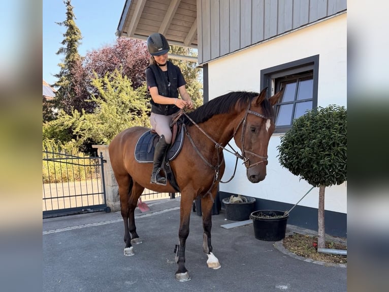 Deutsches Sportpferd Wallach 8 Jahre 165 cm Brauner in Coburg