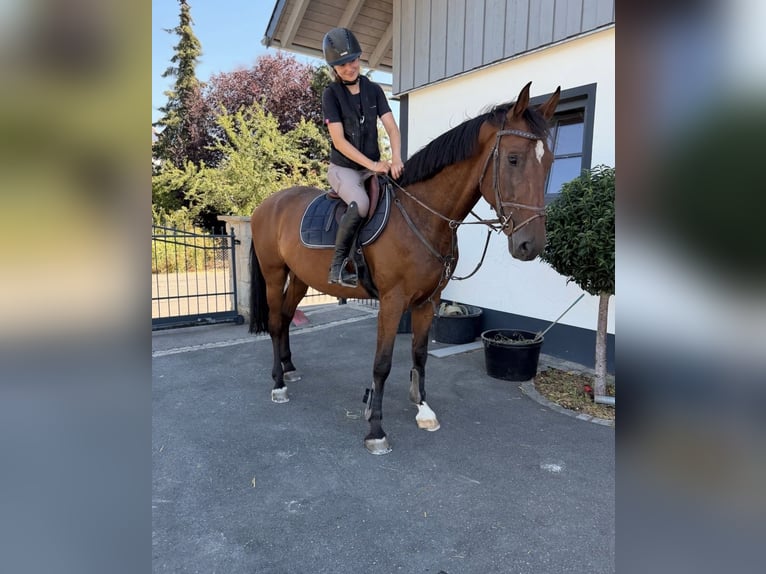 Deutsches Sportpferd Wallach 8 Jahre 165 cm Brauner in Coburg