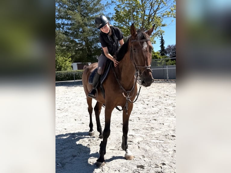 Deutsches Sportpferd Wallach 8 Jahre 165 cm Brauner in Coburg