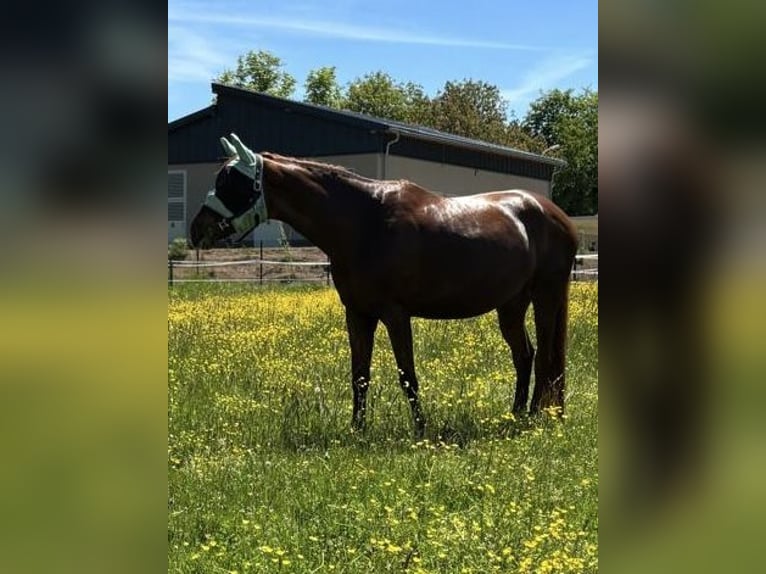 Deutsches Sportpferd Wallach 8 Jahre 165 cm Fuchs in Neuendettelsau