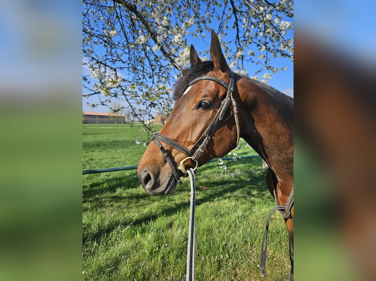 Deutsches Sportpferd Wallach 8 Jahre 165 cm Fuchs in Luckowehna