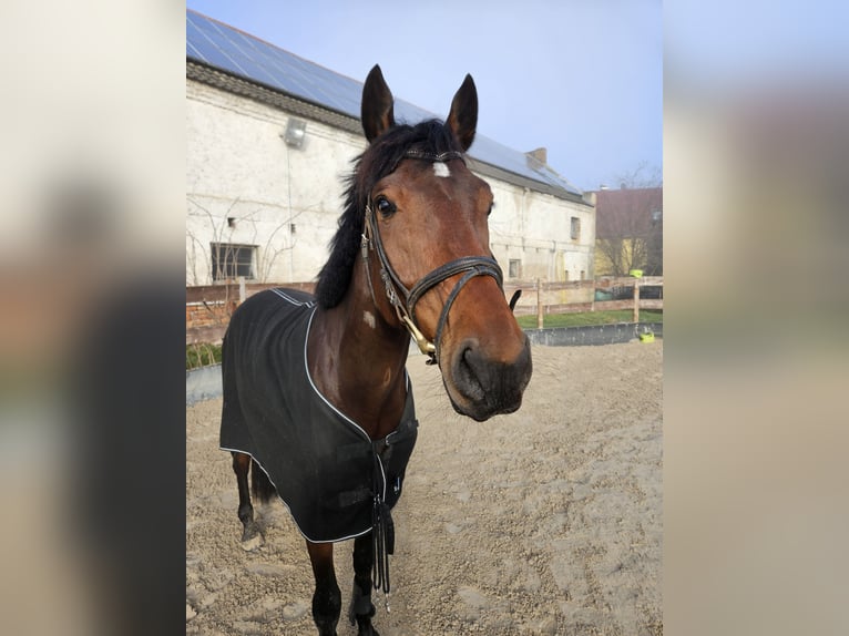 Deutsches Sportpferd Wallach 8 Jahre 165 cm Fuchs in Luckowehna