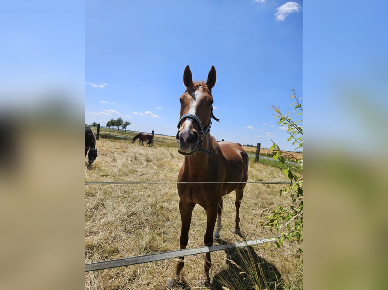 Deutsches Sportpferd Wallach 8 Jahre 165 cm Fuchs in Luckowehna