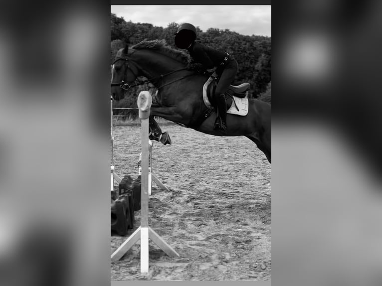 Deutsches Sportpferd Wallach 8 Jahre 165 cm Fuchs in Kassel