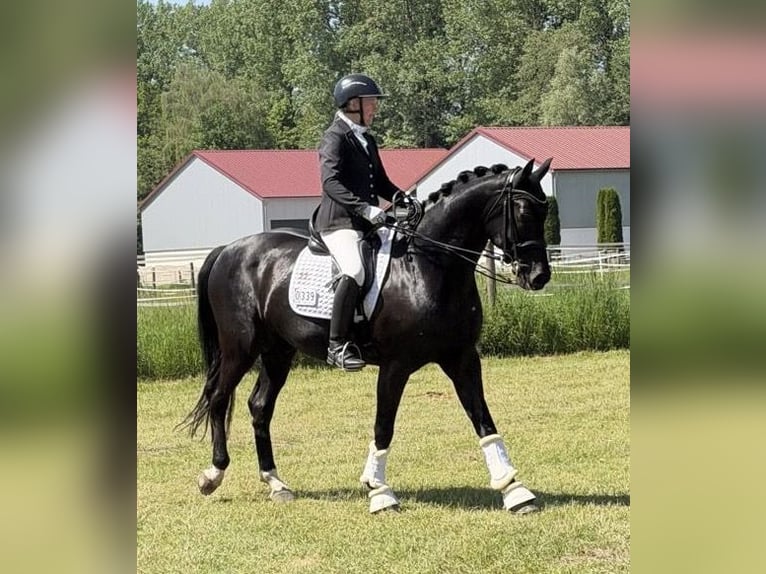 Deutsches Sportpferd Wallach 8 Jahre 166 cm Rappe in Finsing