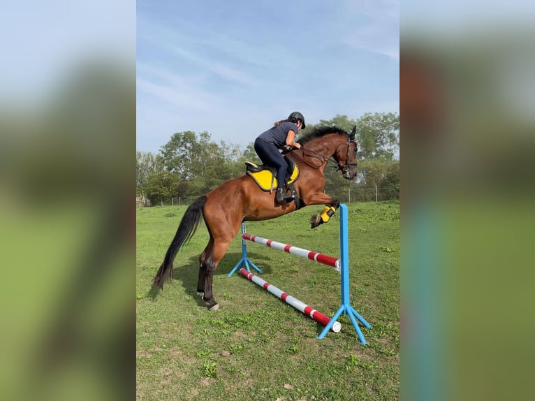 Deutsches Sportpferd Wallach 8 Jahre 167 cm Brauner in Sömmerda