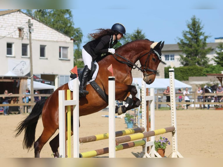 Deutsches Sportpferd Wallach 8 Jahre 167 cm Brauner in Sömmerda