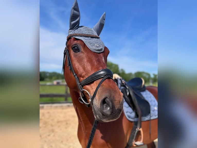 Deutsches Sportpferd Wallach 8 Jahre 167 cm Brauner in S&#xF6;mmerda