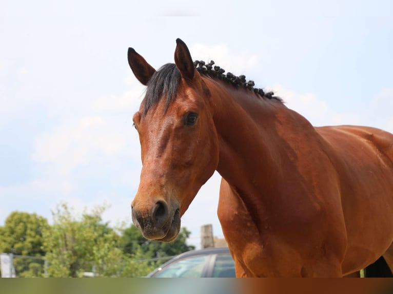 Deutsches Sportpferd Wallach 8 Jahre 167 cm Brauner in Sömmerda