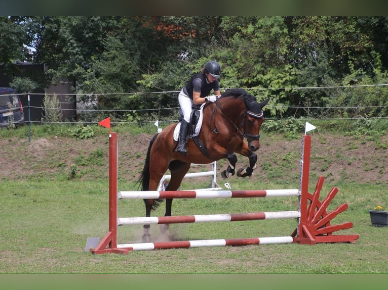 Deutsches Sportpferd Wallach 8 Jahre 167 cm Brauner in Sömmerda