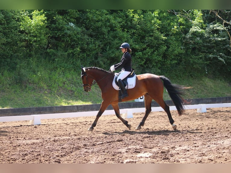 Deutsches Sportpferd Wallach 8 Jahre 167 cm Brauner in Sömmerda