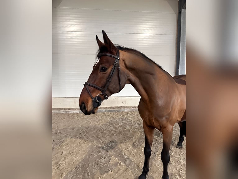 Deutsches Sportpferd Wallach 8 Jahre 167 cm Brauner in Kamenz