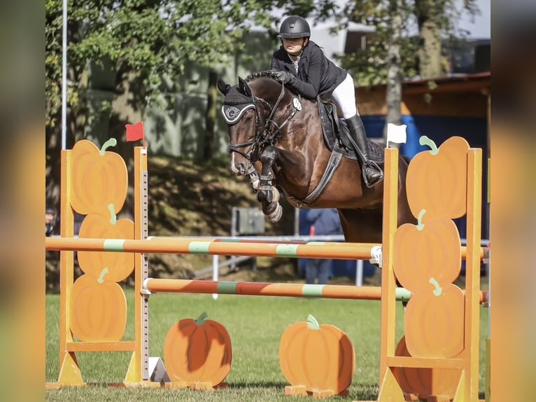 Deutsches Sportpferd Wallach 8 Jahre 167 cm Brauner in Auerbach/Vogtland