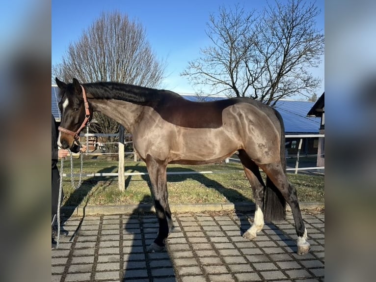 Deutsches Sportpferd Wallach 8 Jahre 167 cm Brauner in Auerbach/Vogtland