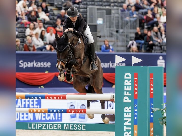 Deutsches Sportpferd Wallach 8 Jahre 167 cm Brauner in Auerbach/Vogtland