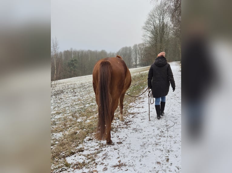 Deutsches Sportpferd Wallach 8 Jahre 167 cm Fuchs in Wildflecken