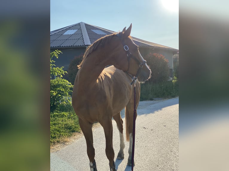 Deutsches Sportpferd Wallach 8 Jahre 167 cm Fuchs in Winnenden