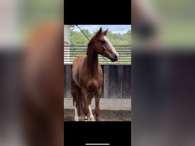 Deutsches Sportpferd Wallach 8 Jahre 167 cm Fuchs in Winnenden