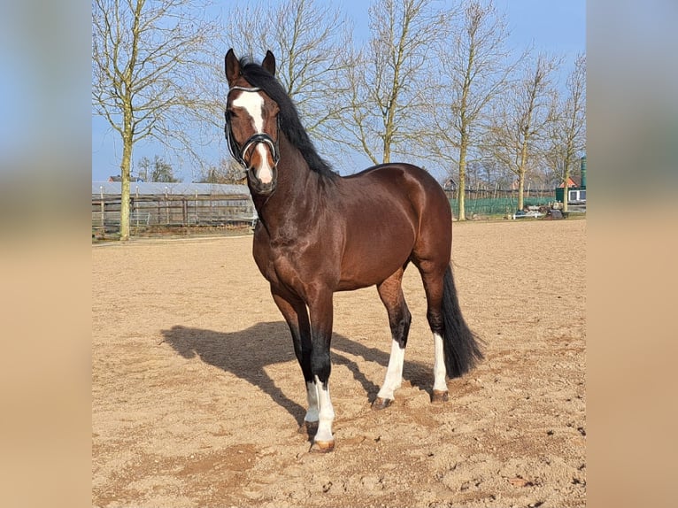 Deutsches Sportpferd Wallach 8 Jahre 168 cm Brauner in Hamburg