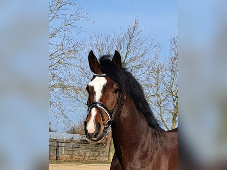 Deutsches Sportpferd Wallach 8 Jahre 168 cm Brauner in Hamburg