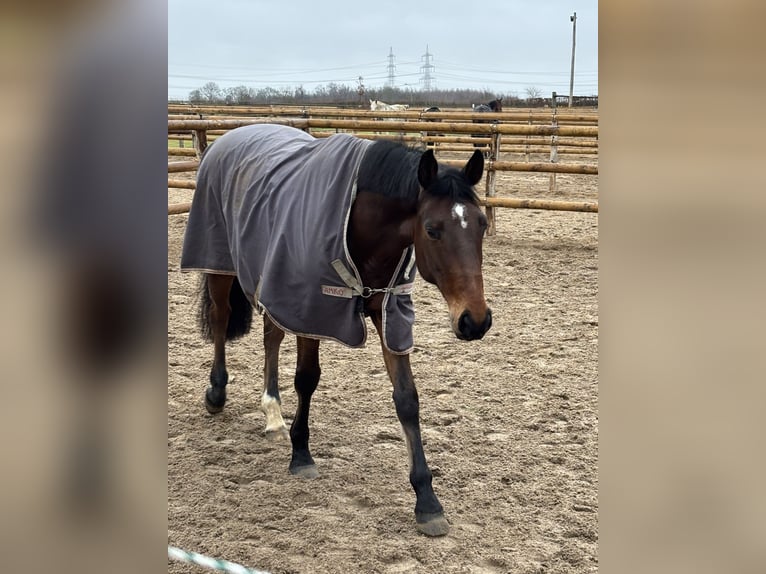 Deutsches Sportpferd Wallach 8 Jahre 168 cm Dunkelbrauner in Grevenbroich