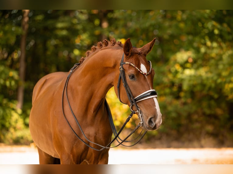 Deutsches Sportpferd Wallach 8 Jahre 168 cm Fuchs in Wehringen