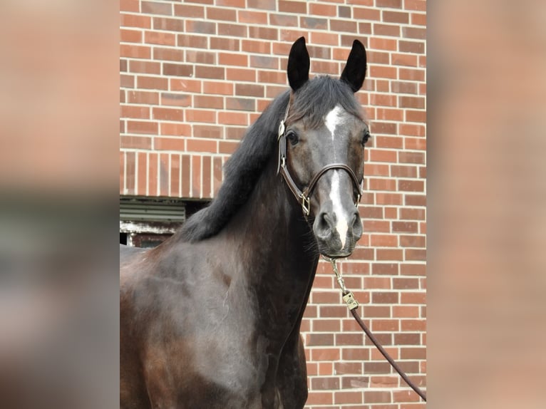 Deutsches Sportpferd Wallach 8 Jahre 168 cm Rappe in Verl