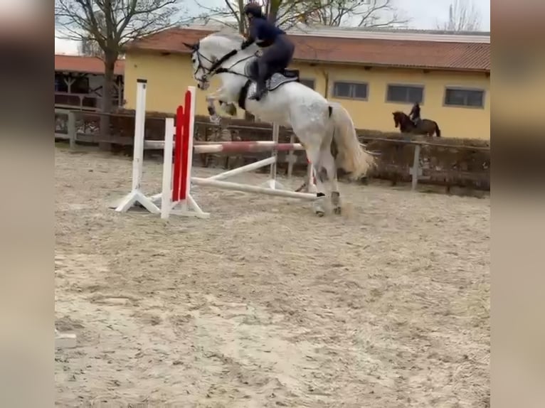Deutsches Sportpferd Wallach 8 Jahre 169 cm Apfelschimmel in Grabsleben