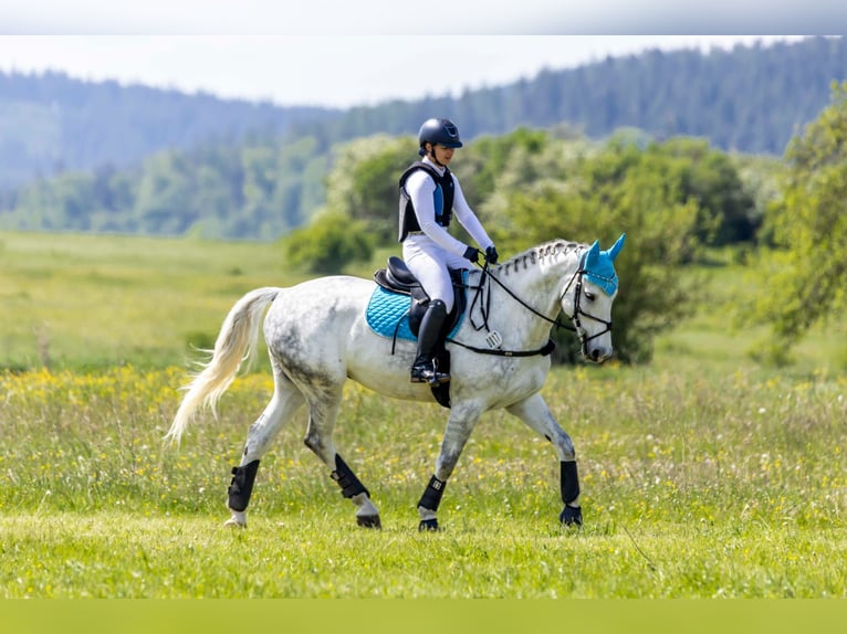 Deutsches Sportpferd Wallach 8 Jahre 169 cm Apfelschimmel in Grabsleben