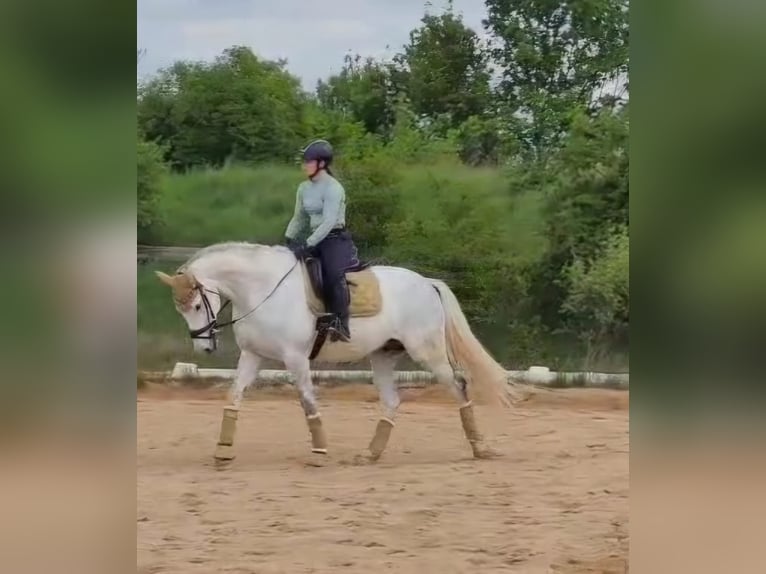 Deutsches Sportpferd Wallach 8 Jahre 169 cm Apfelschimmel in Grabsleben