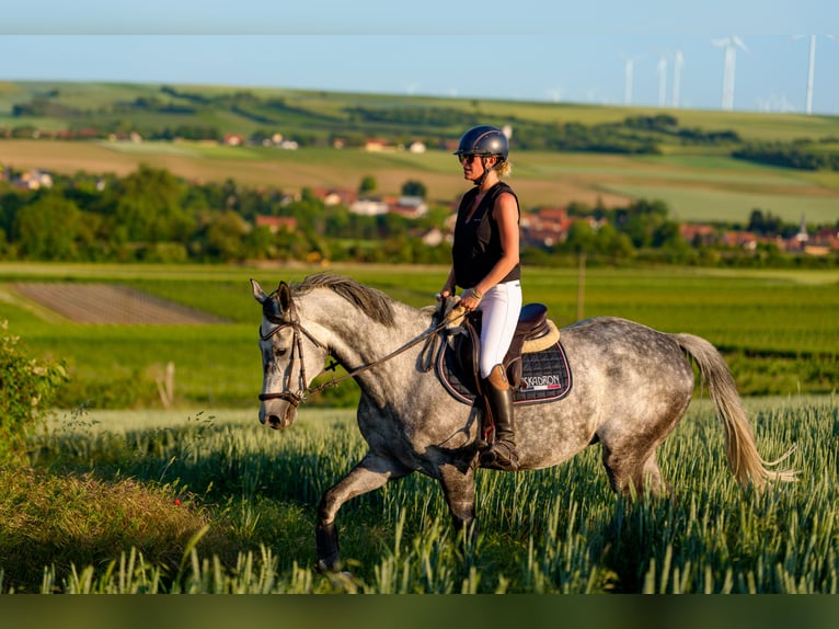 Deutsches Sportpferd Wallach 8 Jahre 169 cm Schimmel in Alzey