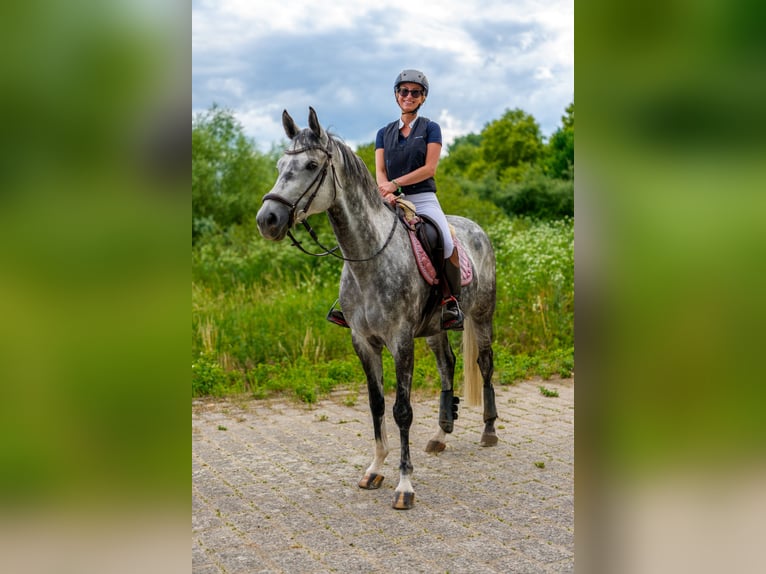 Deutsches Sportpferd Wallach 8 Jahre 169 cm Schimmel in Alzey