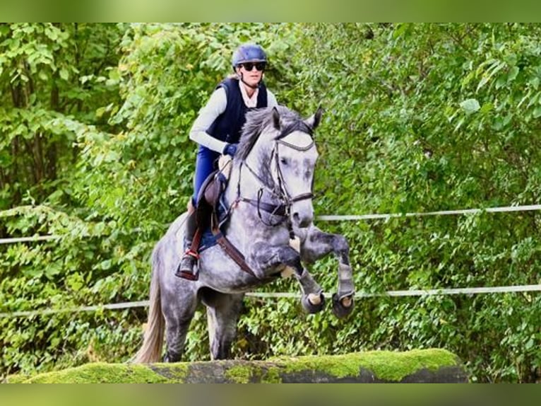 Deutsches Sportpferd Wallach 8 Jahre 169 cm Schimmel in Alzey