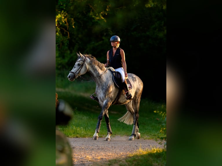 Deutsches Sportpferd Wallach 8 Jahre 169 cm Schimmel in Alzey