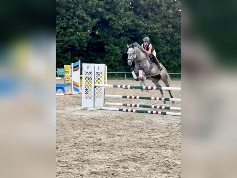 Deutsches Sportpferd Wallach 8 Jahre 169 cm Schimmel in Alzey