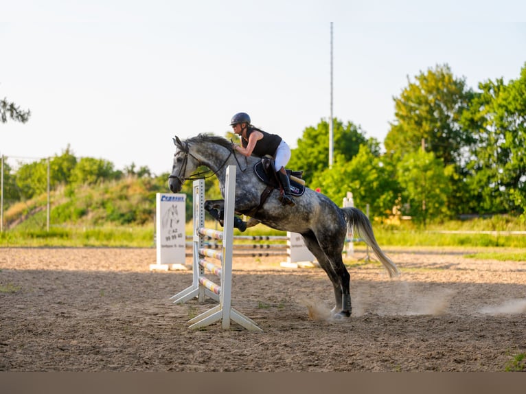 Deutsches Sportpferd Wallach 8 Jahre 169 cm Schimmel in Alzey