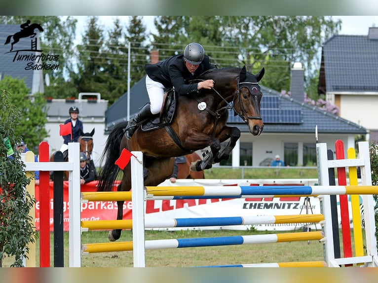 Deutsches Sportpferd Wallach 8 Jahre 170 cm Brauner in Jahnsdorf/ErzgebirgeLeukersdorf