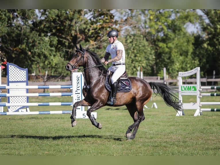 Deutsches Sportpferd Wallach 8 Jahre 170 cm Brauner in Jahnsdorf/ErzgebirgeLeukersdorf