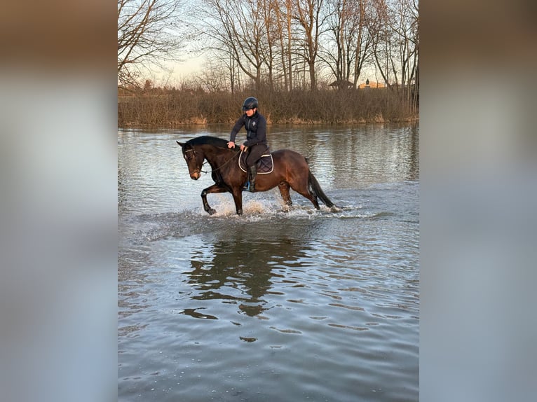 Deutsches Sportpferd Wallach 8 Jahre 170 cm Brauner in Jahnsdorf/ErzgebirgeLeukersdorf