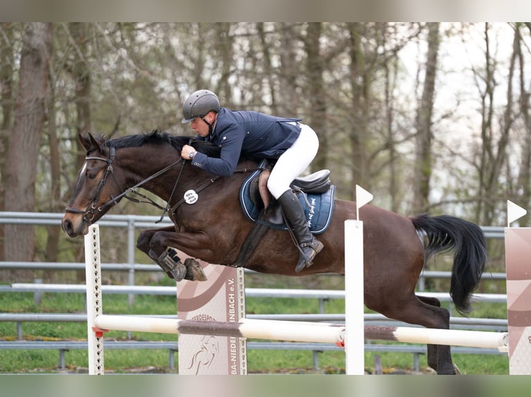Deutsches Sportpferd Wallach 8 Jahre 170 cm Brauner in Jahnsdorf/ErzgebirgeLeukersdorf