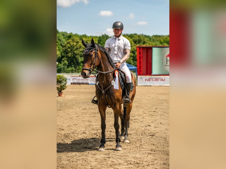 Deutsches Sportpferd Wallach 8 Jahre 170 cm Brauner in Jahnsdorf/ErzgebirgeLeukersdorf