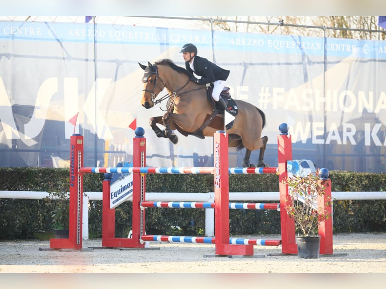 Deutsches Sportpferd Wallach 8 Jahre 170 cm Brauner in Schrobenhausen