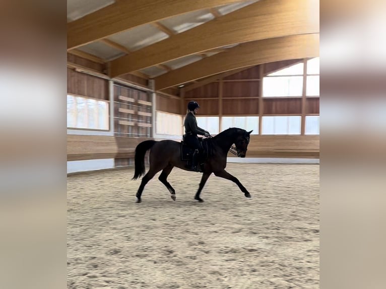 Deutsches Sportpferd Wallach 8 Jahre 170 cm Dunkelbrauner in Schliersee