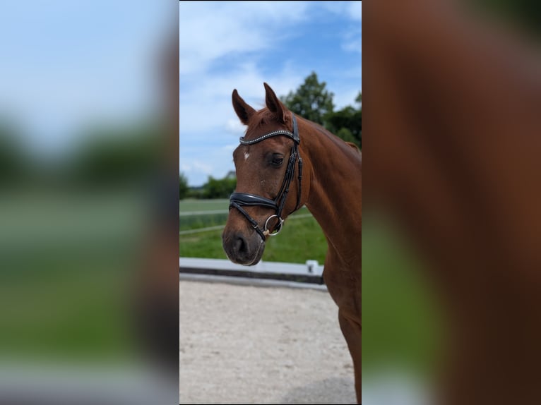 Deutsches Sportpferd Wallach 8 Jahre 170 cm Fuchs in Otelfingen