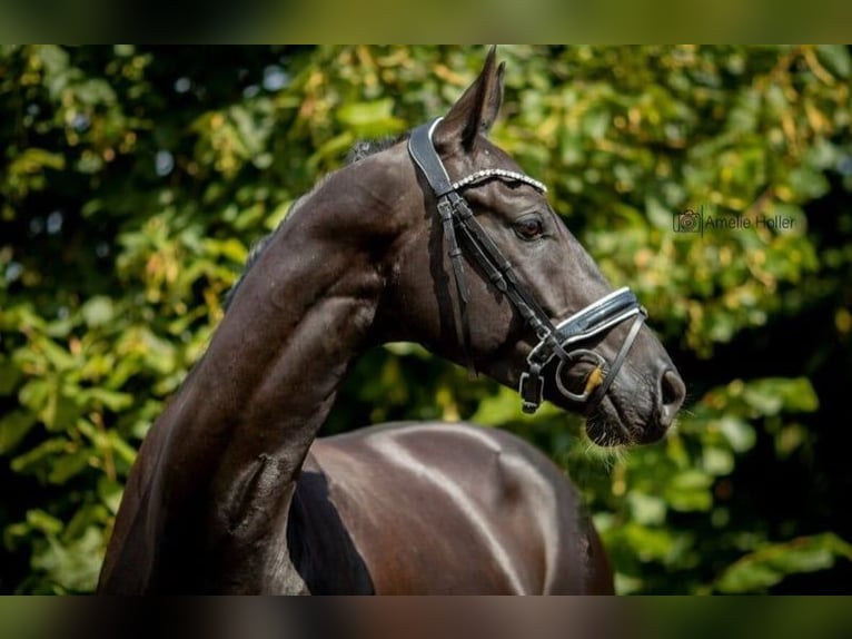 Deutsches Sportpferd Wallach 8 Jahre 170 cm Rappe in Burgthann