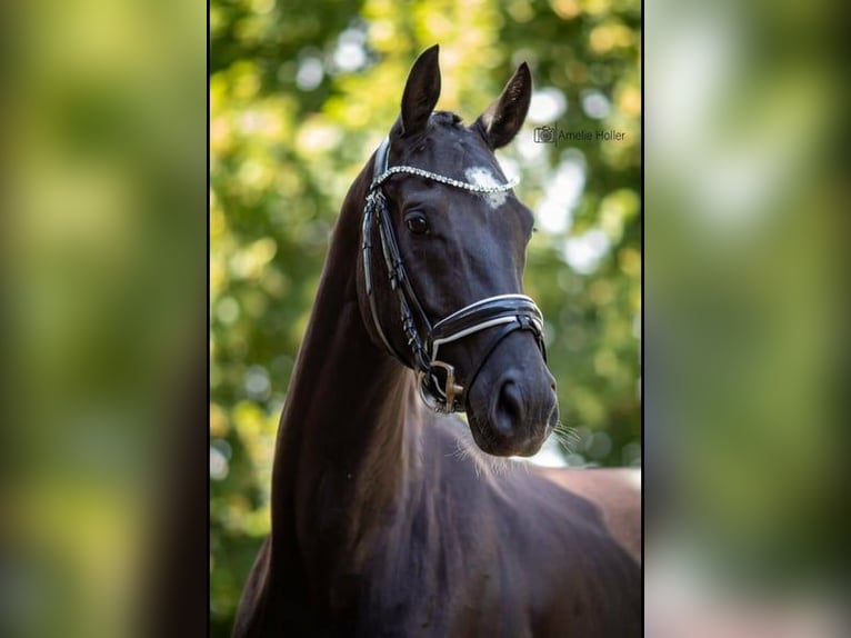 Deutsches Sportpferd Wallach 8 Jahre 170 cm Rappe in Burgthann