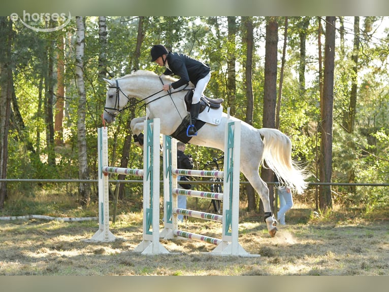 Deutsches Sportpferd Wallach 8 Jahre 170 cm Schimmel in Kalbe