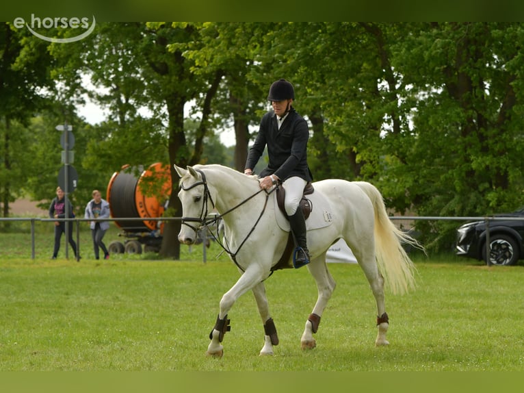 Deutsches Sportpferd Wallach 8 Jahre 170 cm Schimmel in Kalbe