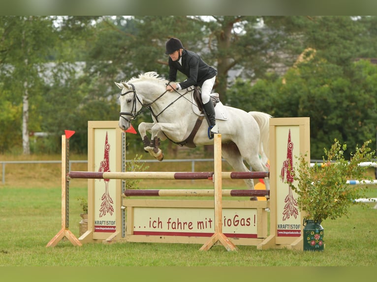 Deutsches Sportpferd Wallach 8 Jahre 170 cm Schimmel in Kalbe